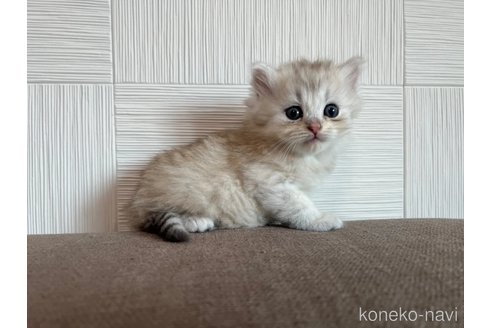 成約済の茨城県のスコティッシュフォールド(折れ耳)-95130の2枚目